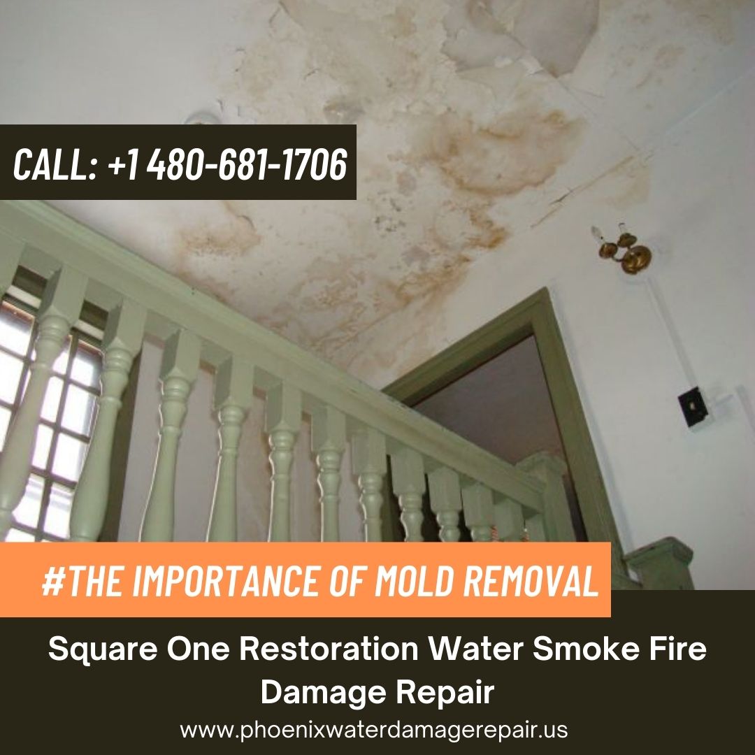 The Importance Of Mold Removal